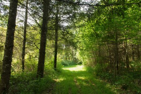 Forest landscape with sunshine and grass under the treesの写真素材