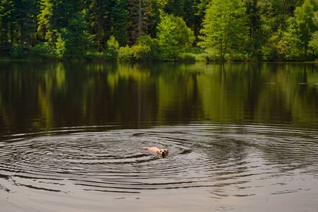 Landscape with dog swimming in nature lakeの写真素材