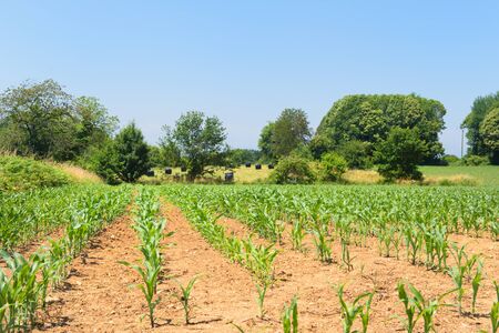 Landscape with young maize in the fieldの写真素材