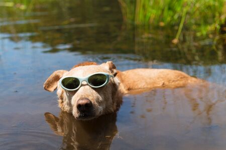 Dog with sunglasses on vacationの写真素材
