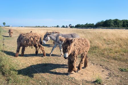 Famous donkeys with long shaggy hair in French island Ile de Reの写真素材
