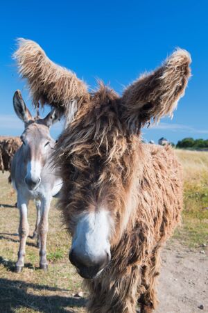 Famous donkeys with long shaggy hair in French island Ile de Reの写真素材