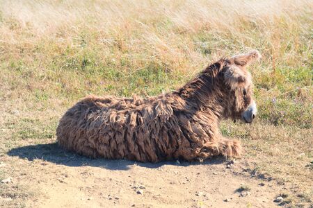 Famous donkey with long shaggy hair on French island Ile de Reの写真素材
