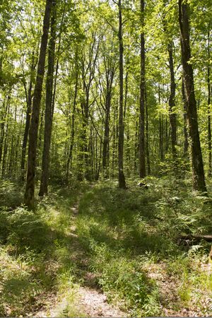 Forest landscape with sunshine and grass under the treesの写真素材