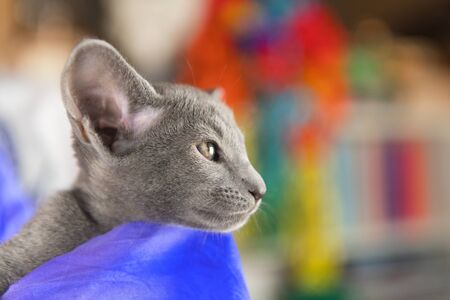 Close up Blue Oriental shorthair kittenの写真素材