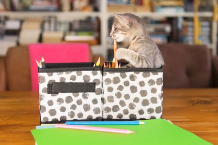 Little tabby cat playing with color pencils in interiorの写真素材
