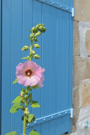 Pink Hollyhocks in French Charente-Maritime against blue blindの写真素材