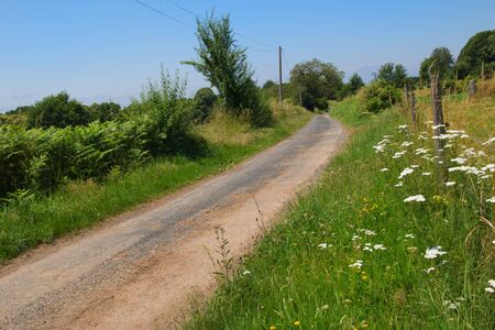 Rural lane in summer nature with cow parsleyの写真素材