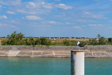 Harbour with seagull in Ars en Reの写真素材