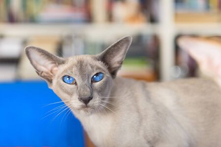 Oriental shorthair with blue eyes in interiorの写真素材