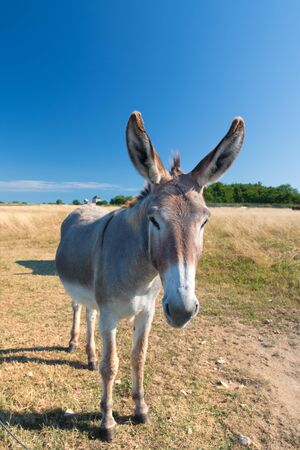 Famous donkey with long shaggy hair in French island Ile de Reの写真素材