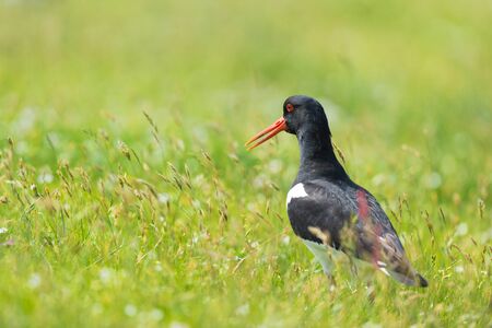 Bird Eurasian Oystercatcher in natureの写真素材