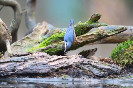 Eurasian nuthatch sitting on tree trunk in nature forestの写真素材