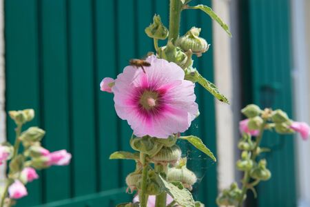 Ile de Re Hollyhocks and white house with green shutters