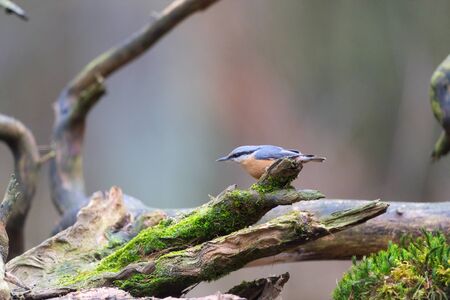 Eurasian nuthatch sitting on tree trunk in nature forestの写真素材