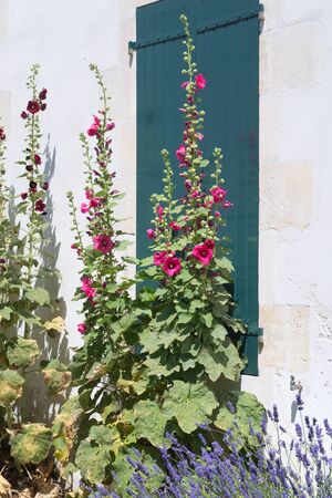 Ile de Re Hollyhocks and white house with green shuttersの写真素材
