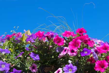 Colorful Petunia flowers in pink and purple against blue skyの写真素材