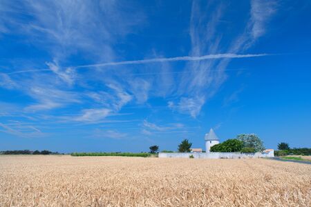 Landscape ile-de-Re in France with agricultural fieldの写真素材