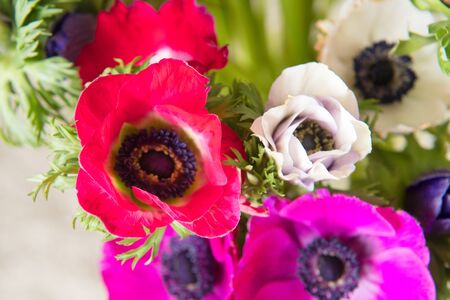 Bouquet anemone in pink and purpleの写真素材