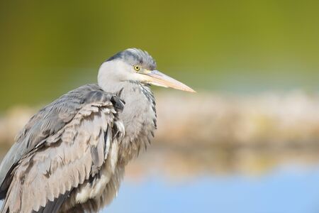 Portrait of great blue heronの写真素材