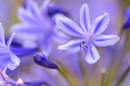 Blooming blue Agapantus in natureの写真素材