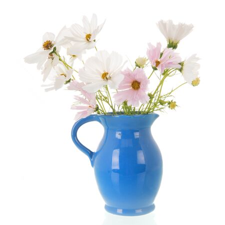 Pink and white cosmos flowers in blue vase isolated over white backgroundの写真素材