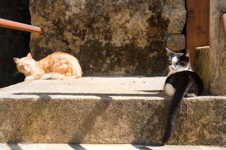 Beautiful tabby alley cat laying outdoorの写真素材