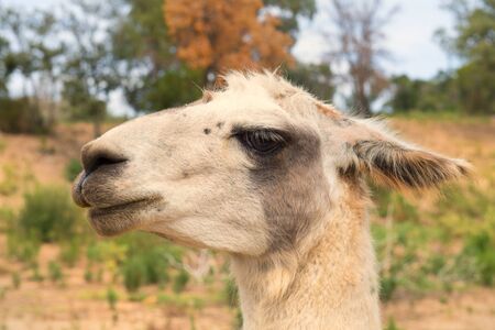 Head of a lama in nature environmentの写真素材