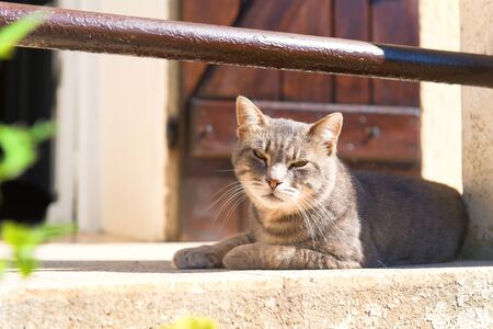Beautiful tabby alley cat laying outdoorの写真素材