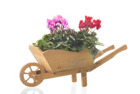 Cyclamen in wheelbarrow isolated over white backgroundの写真素材