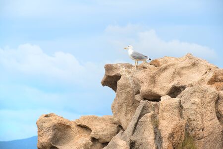Seagull on the rocks on French island Corsicaの写真素材