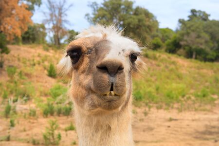Head of a lama in nature environmentの写真素材
