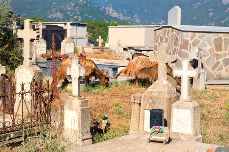 Many goats on cemetery in Little mountain village Prunelli di Fiumorbo on Corsica in Franceの写真素材