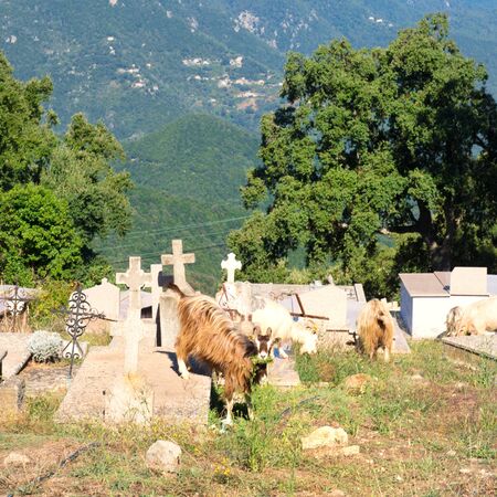 Many goats on cemetery in Little mountain village Prunelli di Fiumorbo on Corsica in Franceの写真素材
