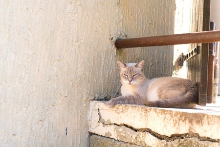 Beautiful tabby alley cat laying outdoorの写真素材