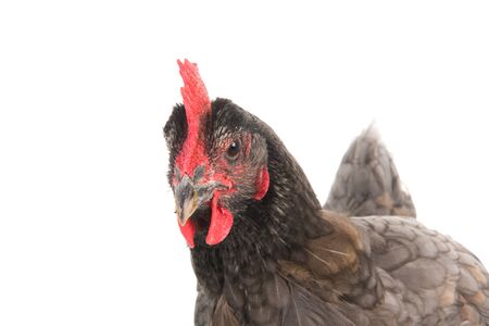 Standing Gray chicken isolated over white backgroundの写真素材