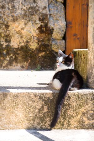 Beautiful black and white young kitten alley cat laying outdoorの写真素材