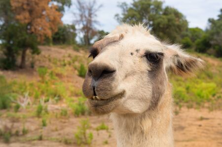 Head of a lama in nature environmentの写真素材