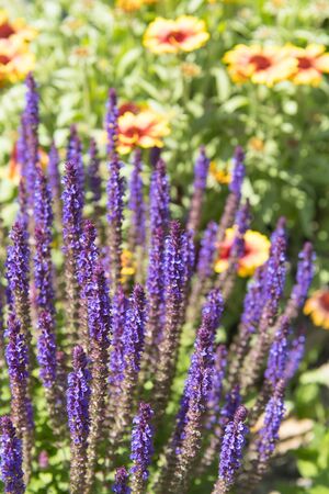 Purple flowers in the gardenの写真素材