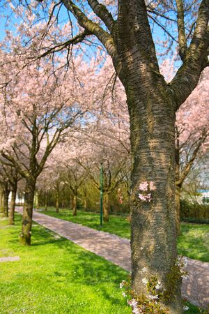 Pink cherry blossom against blue skyの写真素材