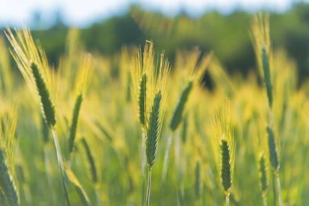 Ripe grain in the field outdoorの写真素材