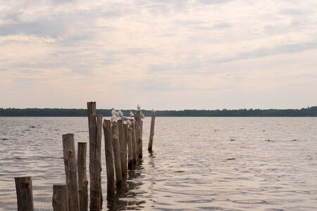Seagulls resting on poles at lake Urbino on island Corsica in Franceの写真素材