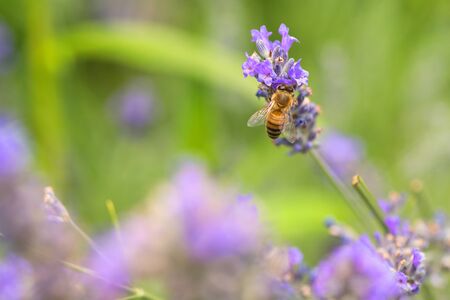 Wasp on purple Lavender