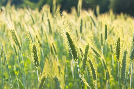 Ripe grain in the field outdoorの写真素材