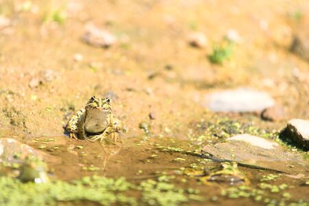 Big green frog in waterの写真素材