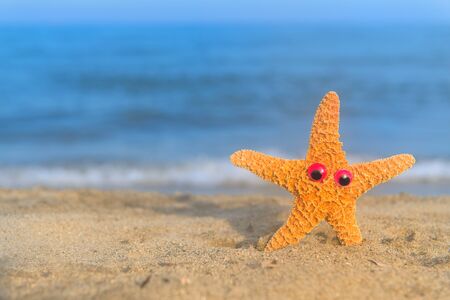 Funny colorful star fishes at the beachの写真素材