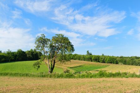 French hills in the Limousinの写真素材