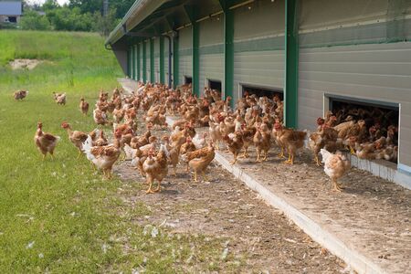 Free range chickens outdoorの写真素材