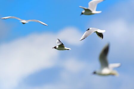 Flying Black-headed gulls in blue skyの写真素材