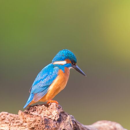 Common kingfisher on tree trunkの写真素材